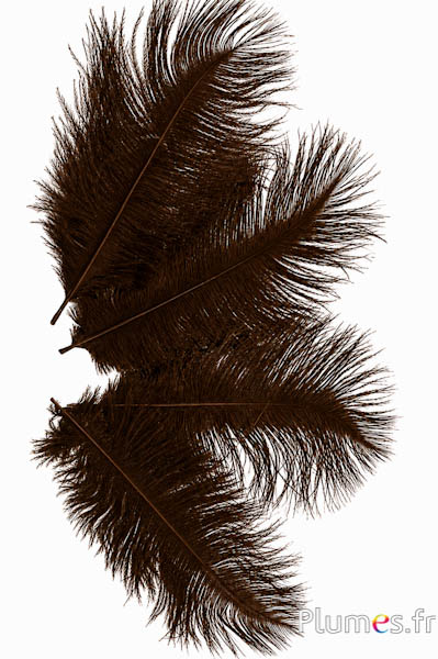 Strauss - 13-18 cm - kaffee